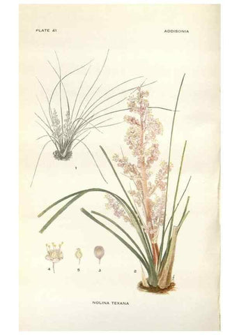 Reproducción/Reproduction 29101430711: Addisonia :. New York :New York Botanical Garden,1916-[1964].