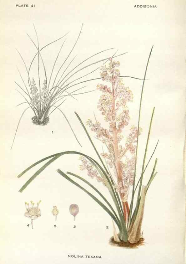 Reproducción/Reproduction 29101430711: Addisonia :. New York :New York Botanical Garden,1916-[1964].