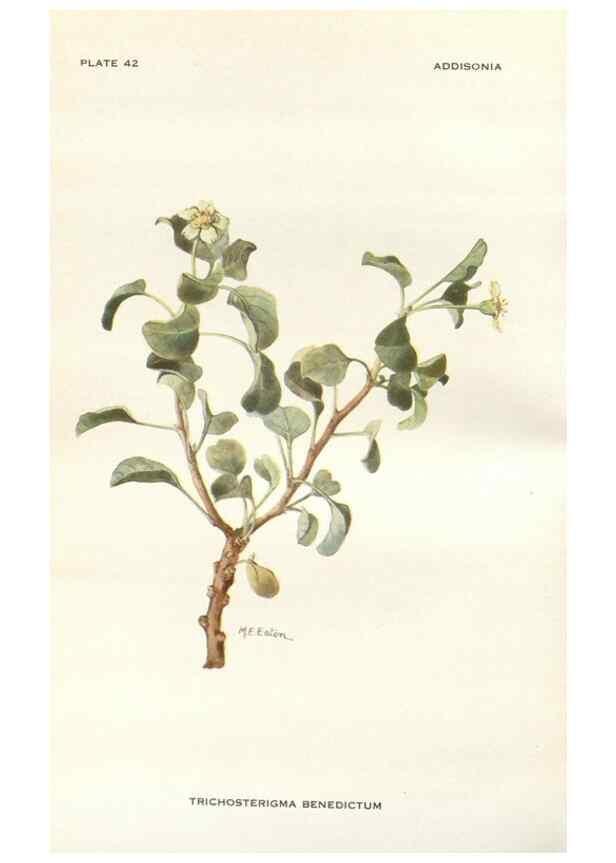 Reproducción/Reproduction 29101435471: Addisonia :. New York :New York Botanical Garden,1916-[1964].