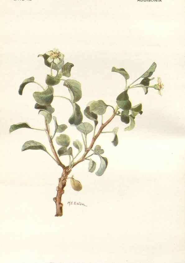 Reproducción/Reproduction 29101435471: Addisonia :. New York :New York Botanical Garden,1916-[1964].