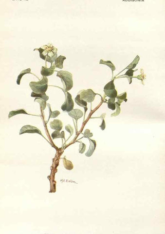 Reproducción/Reproduction 29101435471: Addisonia :. New York :New York Botanical Garden,1916-[1964].