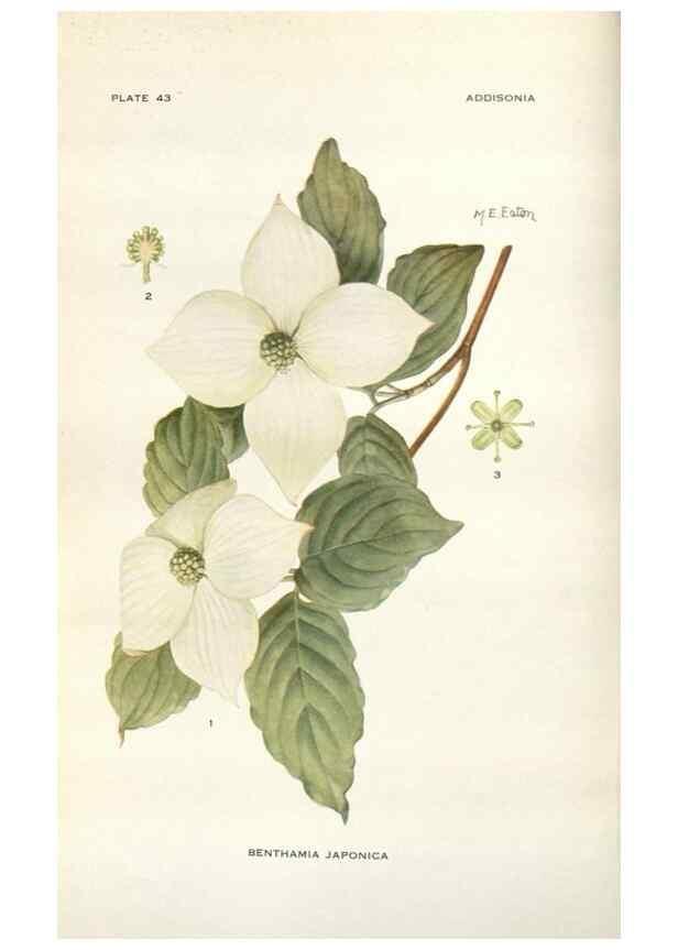Reproducción/Reproduction 29101438661: Addisonia :. New York :New York Botanical Garden,1916-[1964].