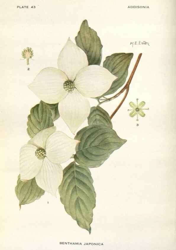 Reproducción/Reproduction 29101438661: Addisonia :. New York :New York Botanical Garden,1916-[1964].
