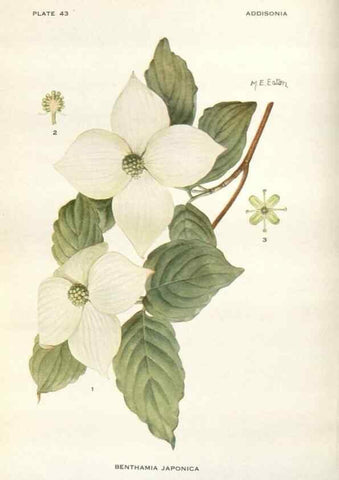 Reproducción/Reproduction 29101438661: Addisonia :. New York :New York Botanical Garden,1916-[1964].