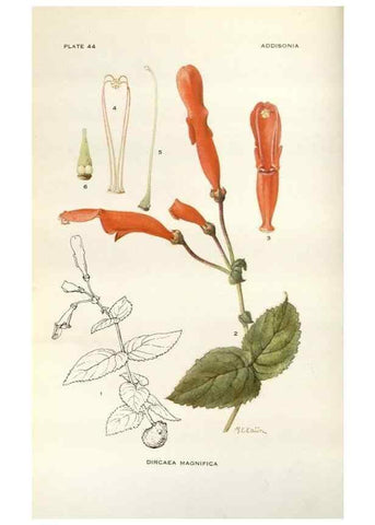 Reproducción/Reproduction 29101441281: Addisonia :. New York :New York Botanical Garden,1916-[1964].