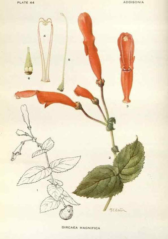 Reproducción/Reproduction 29101441281: Addisonia :. New York :New York Botanical Garden,1916-[1964].