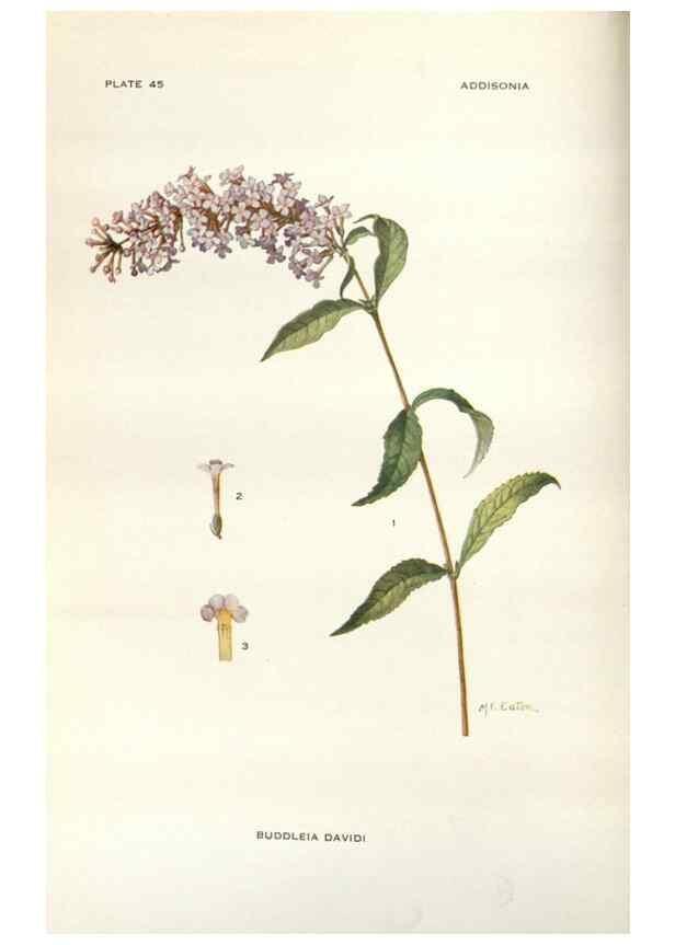 Reproducción/Reproduction 29101443981: Addisonia :. New York :New York Botanical Garden,1916-[1964].