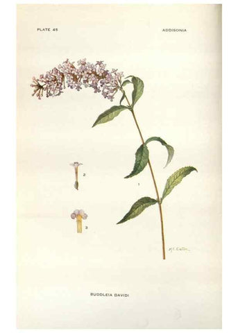 Reproducción/Reproduction 29101443981: Addisonia :. New York :New York Botanical Garden,1916-[1964].