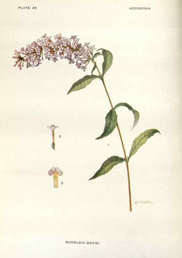 Reproducción/Reproduction 29101443981: Addisonia :. New York :New York Botanical Garden,1916-[1964].