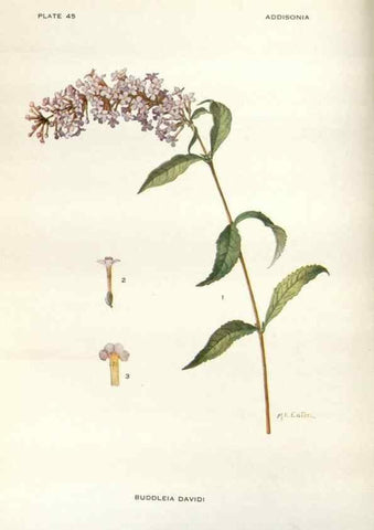 Reproducción/Reproduction 29101443981: Addisonia :. New York :New York Botanical Garden,1916-[1964].