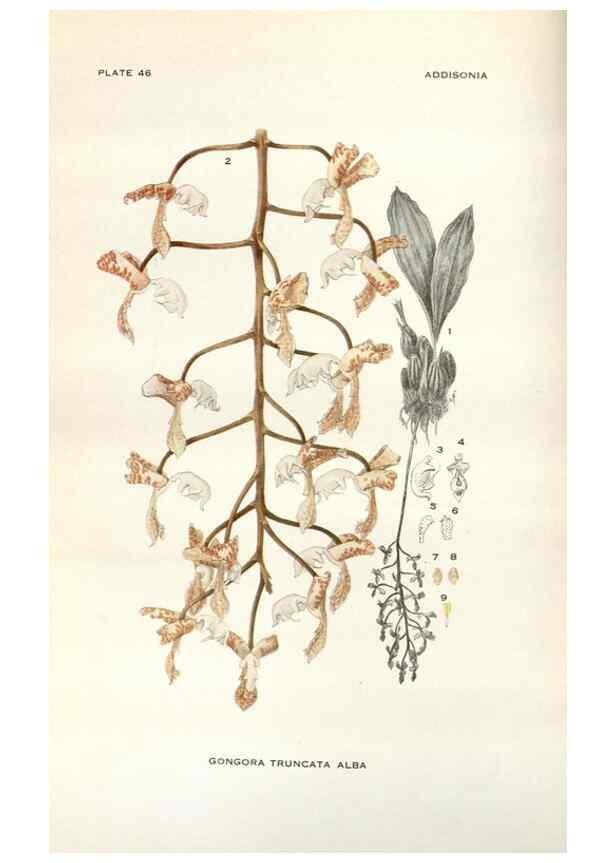 Reproducción/Reproduction 29146111866: Addisonia :. New York :New York Botanical Garden,1916-[1964].