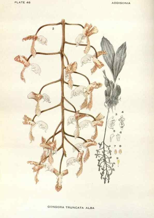 Reproducción/Reproduction 29146111866: Addisonia :. New York :New York Botanical Garden,1916-[1964].