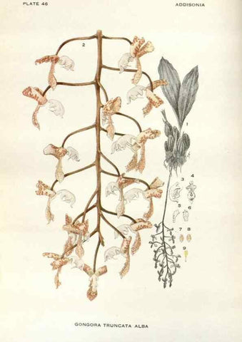 Reproducción/Reproduction 29146111866: Addisonia :. New York :New York Botanical Garden,1916-[1964].