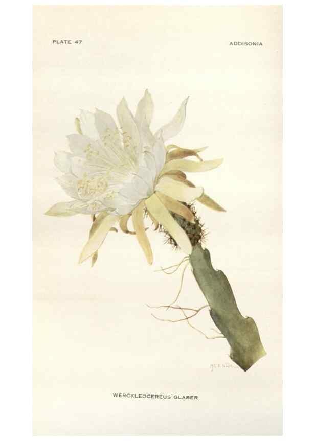Reproducción/Reproduction 29146116866: Addisonia :. New York :New York Botanical Garden,1916-[1964].
