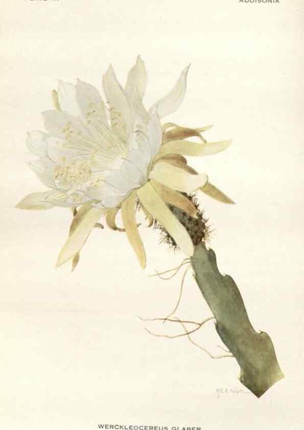 Reproducción/Reproduction 29146116866: Addisonia :. New York :New York Botanical Garden,1916-[1964].