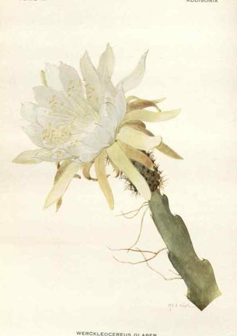 Reproducción/Reproduction 29146116866: Addisonia :. New York :New York Botanical Garden,1916-[1964].