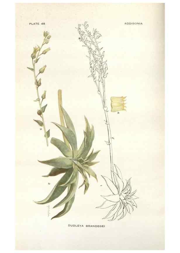 Reproducción/Reproduction 28560351653: Addisonia :. New York :New York Botanical Garden,1916-[1964].
