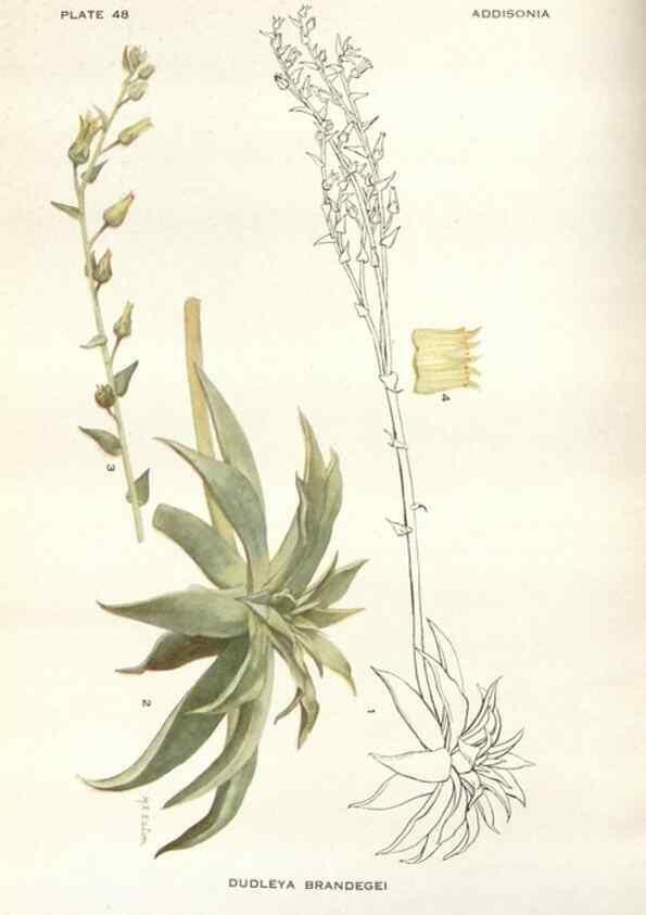 Reproducción/Reproduction 28560351653: Addisonia :. New York :New York Botanical Garden,1916-[1964].