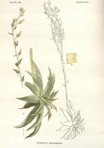 Reproducción/Reproduction 28560351653: Addisonia :. New York :New York Botanical Garden,1916-[1964].