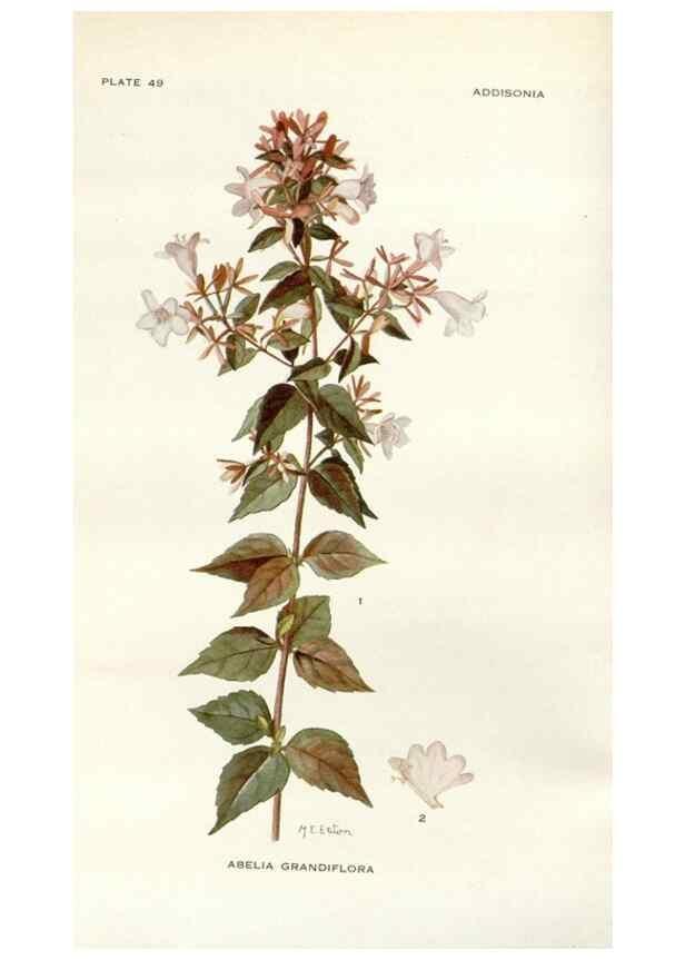 Reproducción/Reproduction 29146126476: Addisonia :. New York :New York Botanical Garden,1916-[1964].