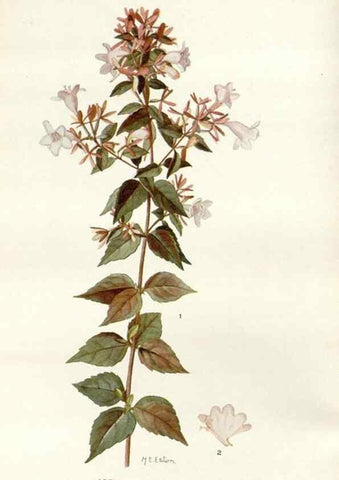 Reproducción/Reproduction 29146126476: Addisonia :. New York :New York Botanical Garden,1916-[1964].