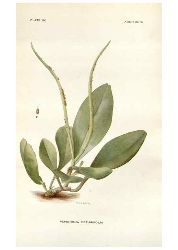 Reproducción/Reproduction 29101464501: Addisonia :. New York :New York Botanical Garden,1916-[1964].