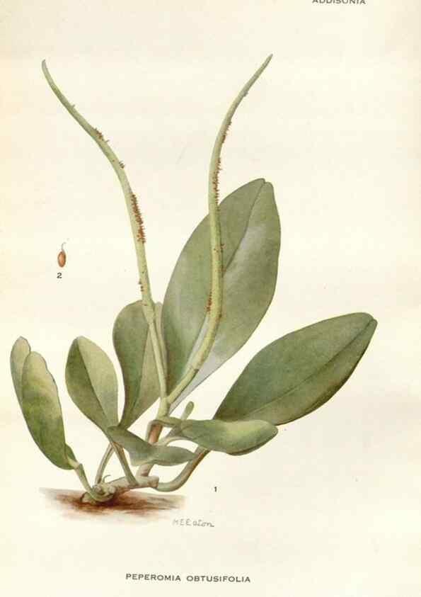 Reproducción/Reproduction 29101464501: Addisonia :. New York :New York Botanical Garden,1916-[1964].