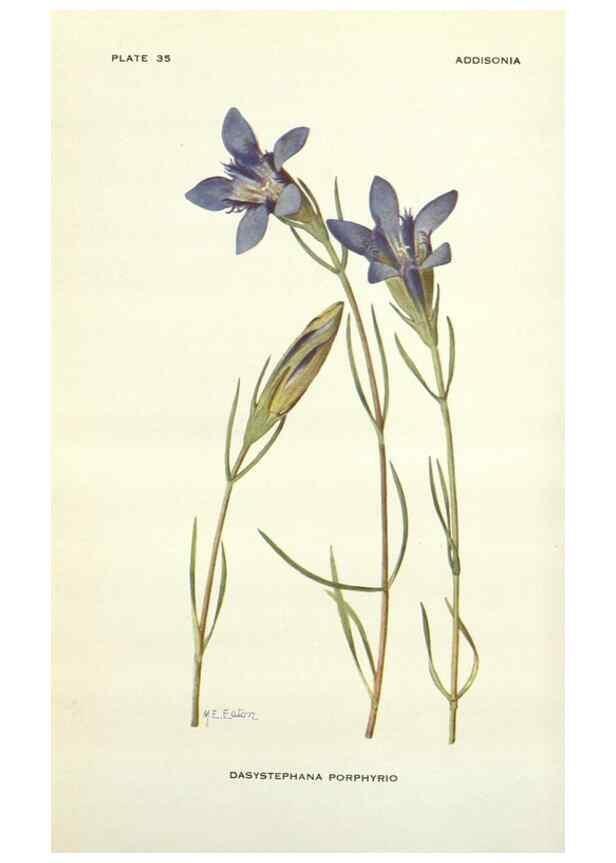 Reproducción/Reproduction 28472414133: Addisonia :. New York :New York Botanical Garden,1916-[1964].