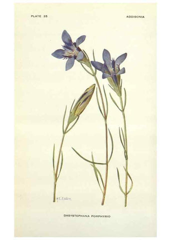 Reproducción/Reproduction 28472414133: Addisonia :. New York :New York Botanical Garden,1916-[1964].