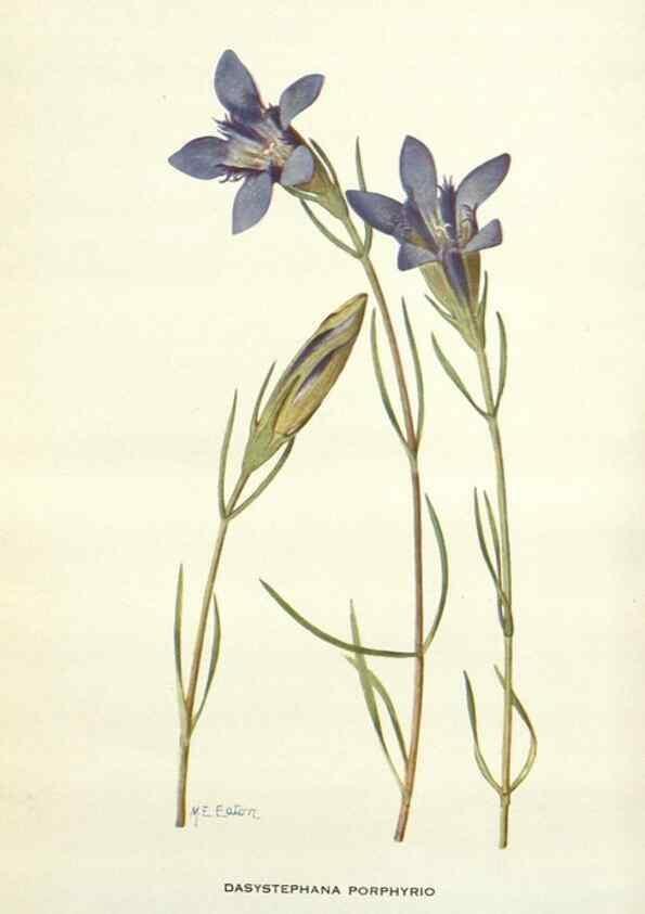 Reproducción/Reproduction 28472414133: Addisonia :. New York :New York Botanical Garden,1916-[1964].