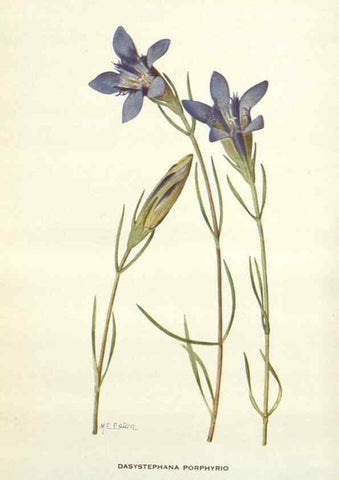 Reproducción/Reproduction 28472414133: Addisonia :. New York :New York Botanical Garden,1916-[1964].
