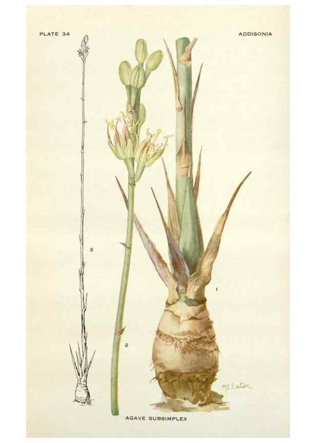 Reproducción/Reproduction 28472408563: Addisonia :. New York :New York Botanical Garden,1916-[1964].