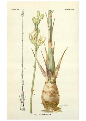 Reproducción/Reproduction 28472408563: Addisonia :. New York :New York Botanical Garden,1916-[1964].