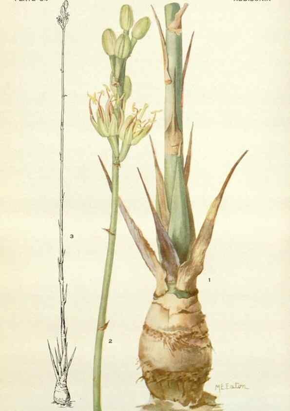 Reproducción/Reproduction 28472408563: Addisonia :. New York :New York Botanical Garden,1916-[1964].