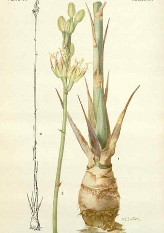 Reproducción/Reproduction 28472408563: Addisonia :. New York :New York Botanical Garden,1916-[1964].