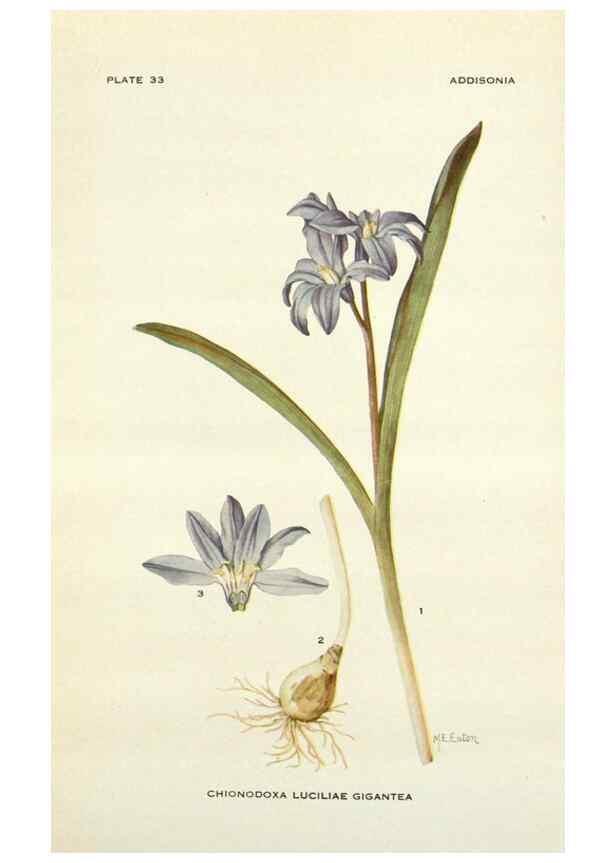 Reproducción/Reproduction 29057860306: Addisonia :. New York :New York Botanical Garden,1916-[1964].