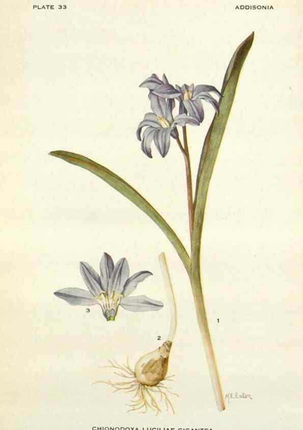 Reproducción/Reproduction 29057860306: Addisonia :. New York :New York Botanical Garden,1916-[1964].