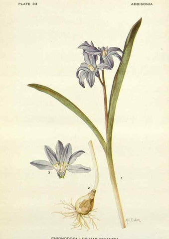 Reproducción/Reproduction 29057860306: Addisonia :. New York :New York Botanical Garden,1916-[1964].
