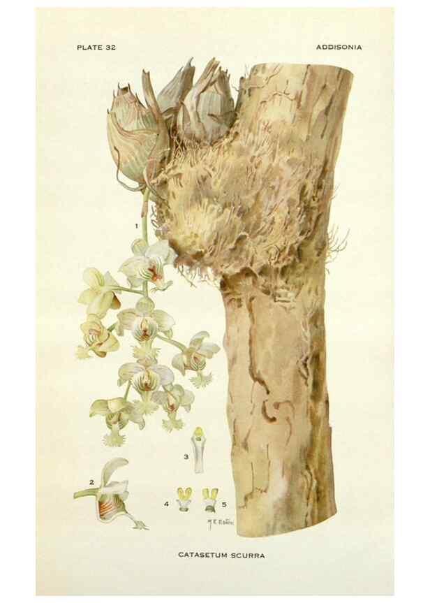 Reproducción/Reproduction 29090726335: Addisonia :. New York :New York Botanical Garden,1916-[1964].