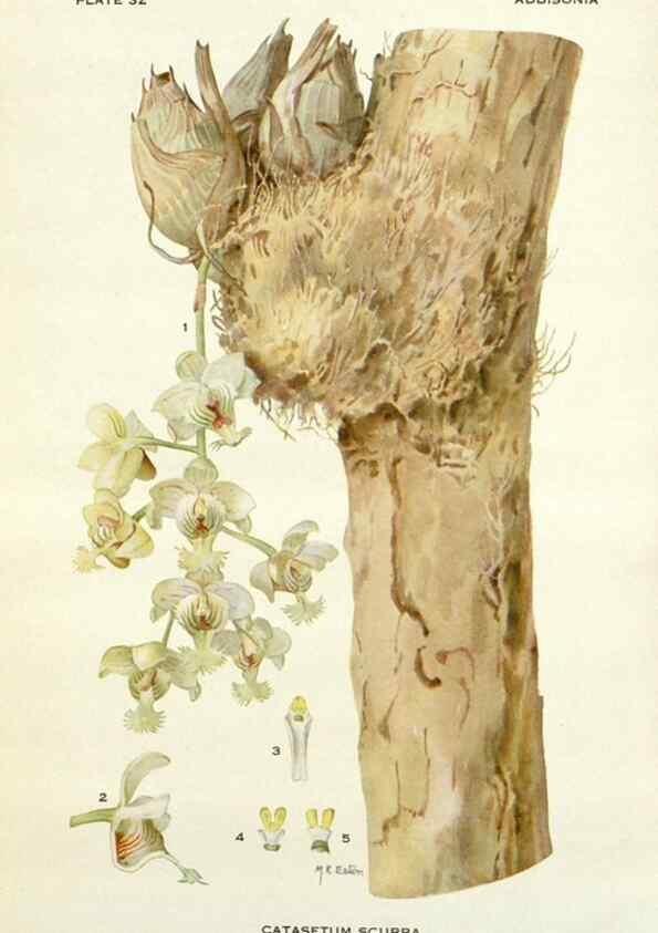 Reproducción/Reproduction 29090726335: Addisonia :. New York :New York Botanical Garden,1916-[1964].