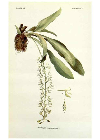 Reproducción/Reproduction 29013714211: Addisonia :. New York :New York Botanical Garden,1916-[1964].