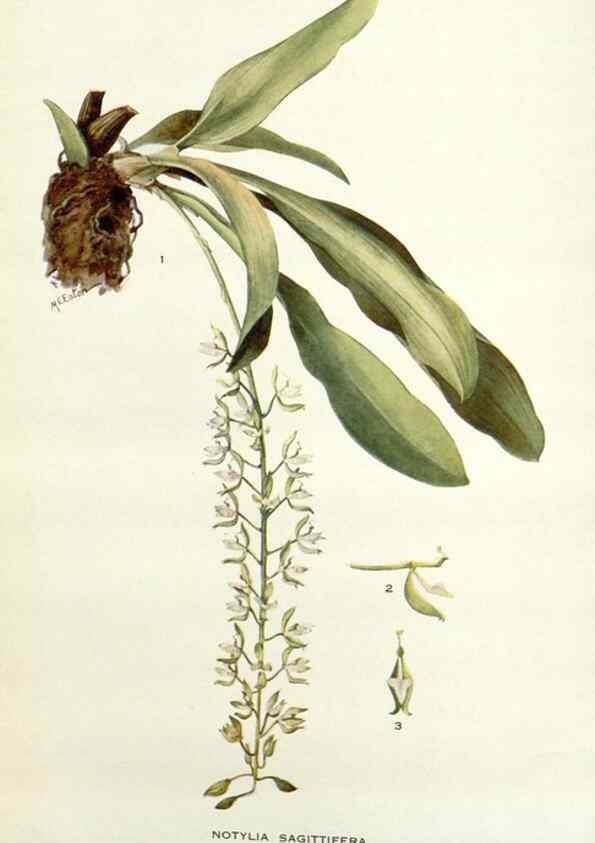 Reproducción/Reproduction 29013714211: Addisonia :. New York :New York Botanical Garden,1916-[1964].