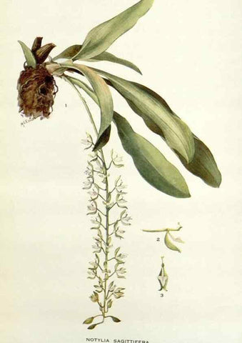 Reproducción/Reproduction 29013714211: Addisonia :. New York :New York Botanical Garden,1916-[1964].