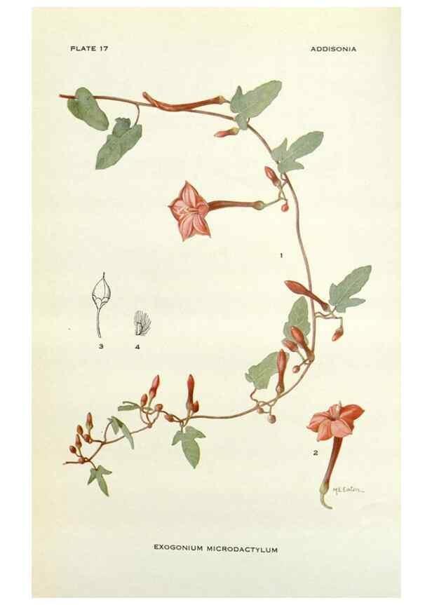 Reproducción/Reproduction 29013733311: Addisonia :. New York :New York Botanical Garden,1916-[1964].
