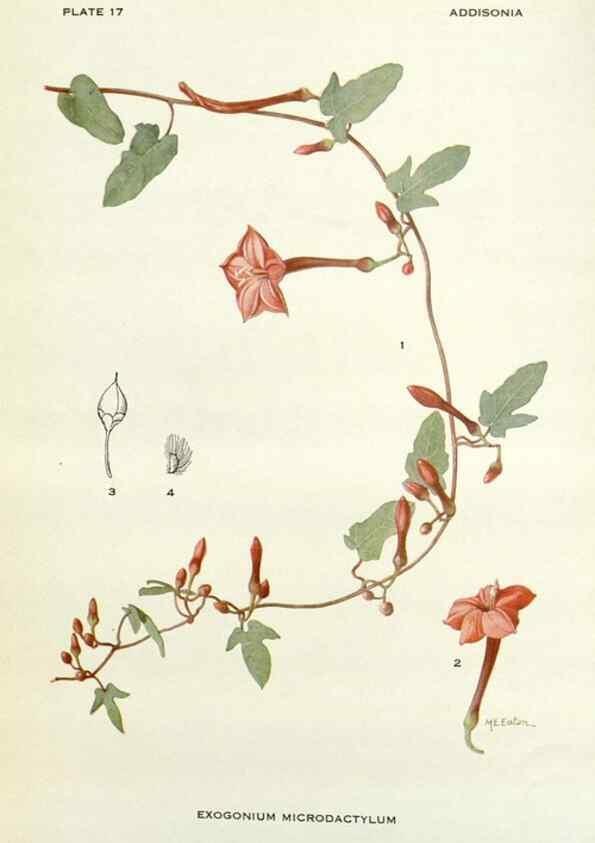 Reproducción/Reproduction 29013733311: Addisonia :. New York :New York Botanical Garden,1916-[1964].