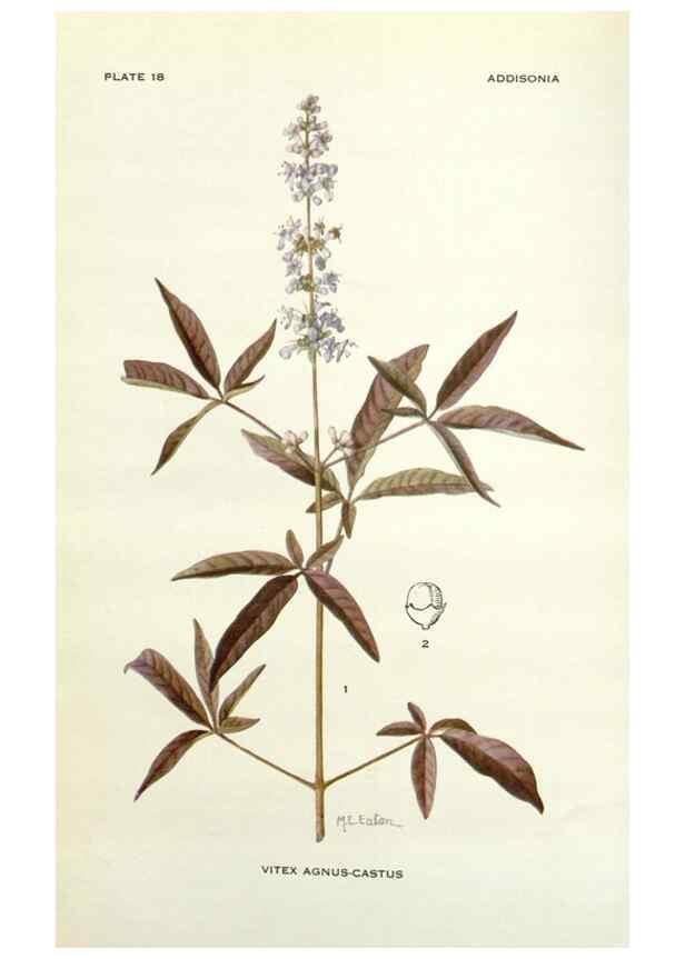 Reproducción/Reproduction 29013741731: Addisonia :. New York :New York Botanical Garden,1916-[1964].