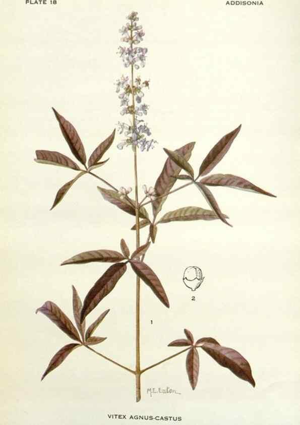 Reproducción/Reproduction 29013741731: Addisonia :. New York :New York Botanical Garden,1916-[1964].