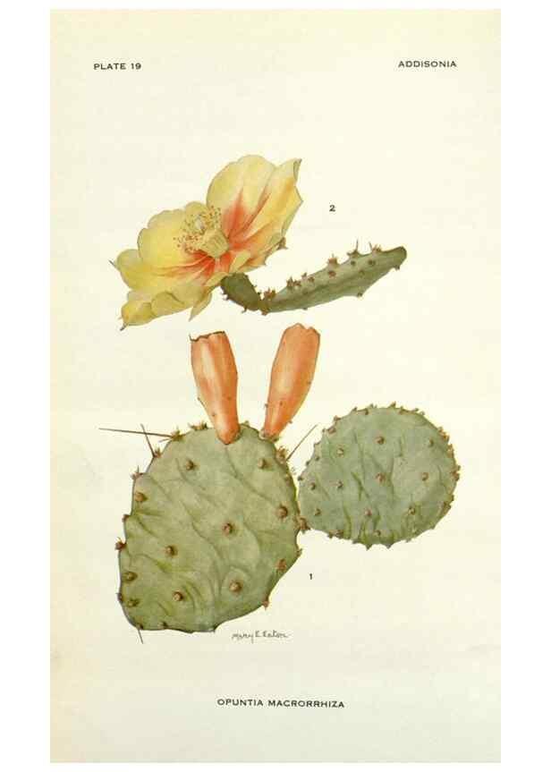 Reproducción/Reproduction 28804189780: Addisonia :. New York :New York Botanical Garden,1916-[1964].