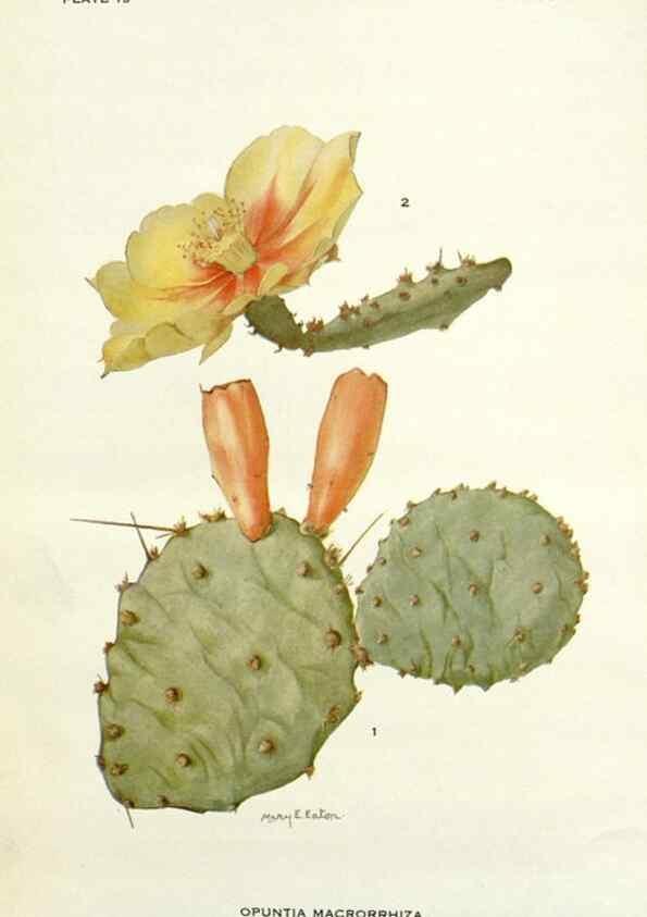 Reproducción/Reproduction 28804189780: Addisonia :. New York :New York Botanical Garden,1916-[1964].