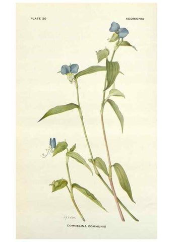 Reproducción/Reproduction 28472361043: Addisonia :. New York :New York Botanical Garden,1916-[1964].